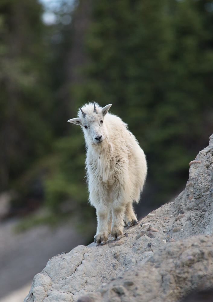 Mountain Goat - Adam Skalzub Photography