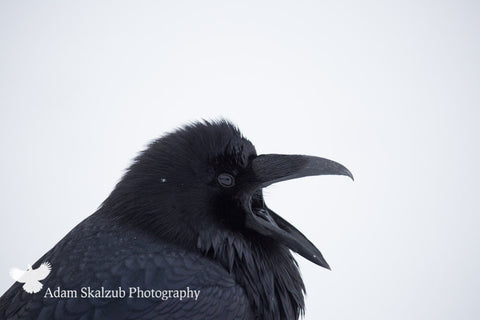 Lets talk - Adam Skalzub Photography