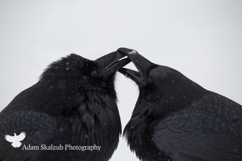 Love Birds - Adam Skalzub Photography