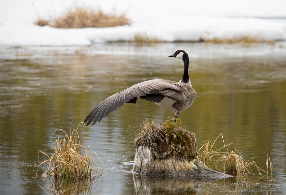 Yoga Goose - Adam Skalzub Photography