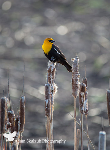 Mellow Yellow! - Adam Skalzub Photography