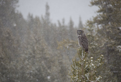 Snowy Great grey Owl - Adam Skalzub Photography