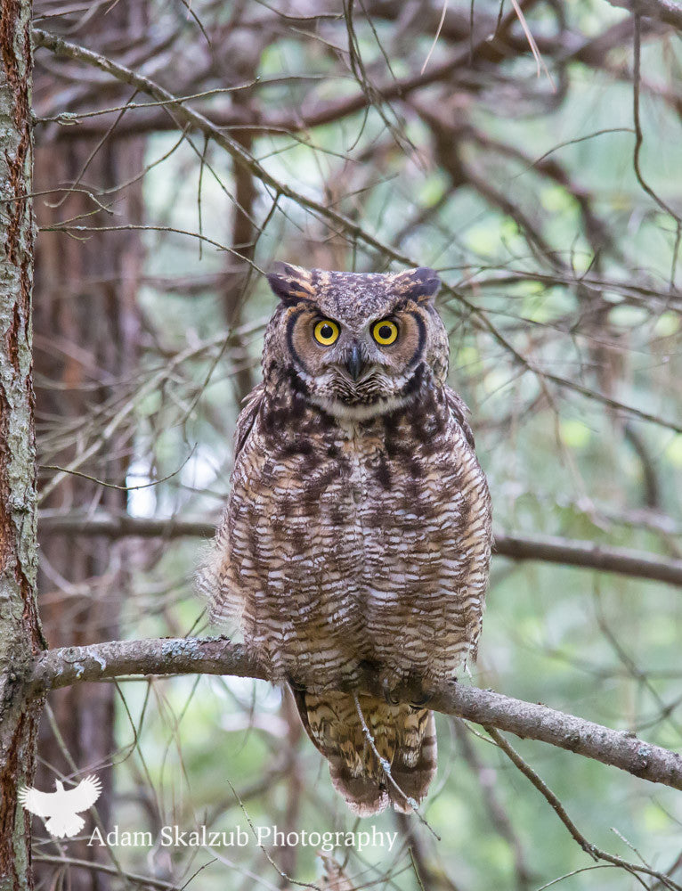 The Great horned stare! - Adam Skalzub Photography
