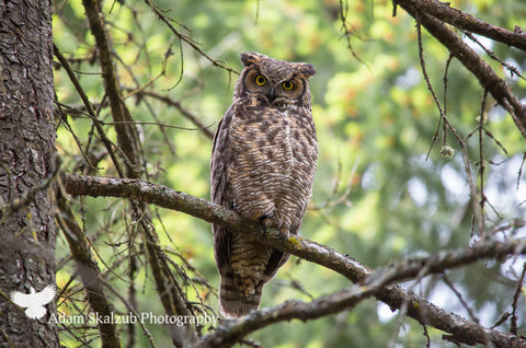 Great Horned Owl - Adam Skalzub Photography