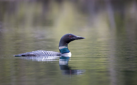 Loon - Adam Skalzub Photography