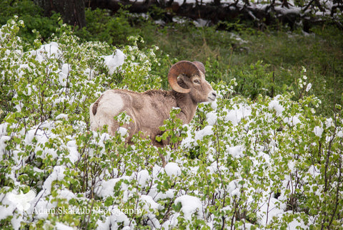 Spring Snowfall - Adam Skalzub Photography
