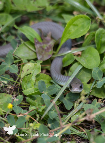 Western Yellow bellied racer - Adam Skalzub Photography