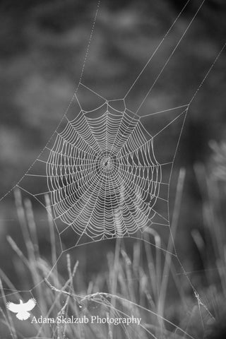 Webs - Adam Skalzub Photography