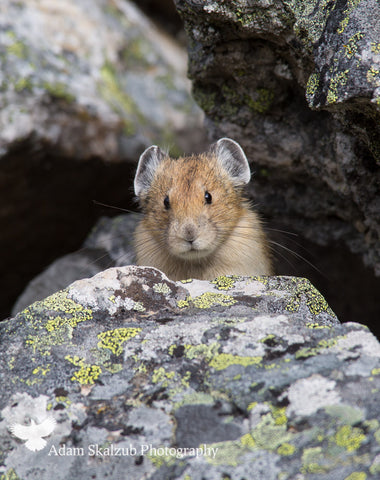 Pika-BOO! - Adam Skalzub Photography