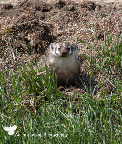 Prairie Badger! - Adam Skalzub Photography