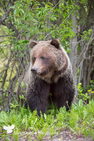 Graceful Grizzly - Adam Skalzub Photography