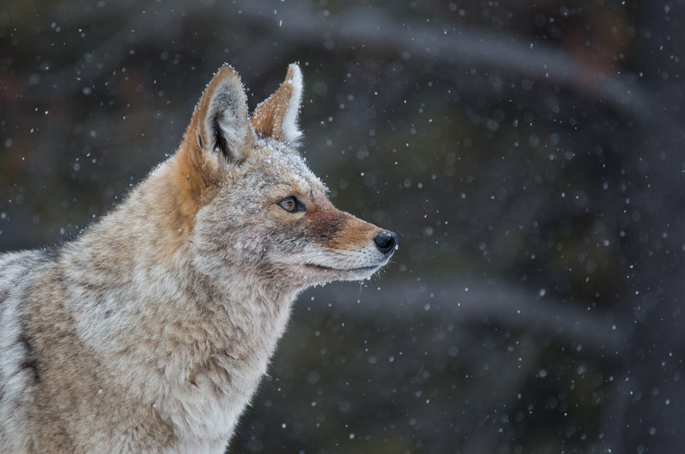 Rocky Mountain Coyote - Adam Skalzub Photography