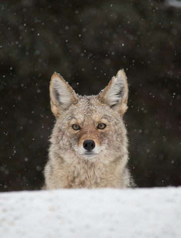 Rocky Mountain Coyote 2 - Adam Skalzub Photography