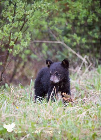 Cub of the year - Adam Skalzub Photography