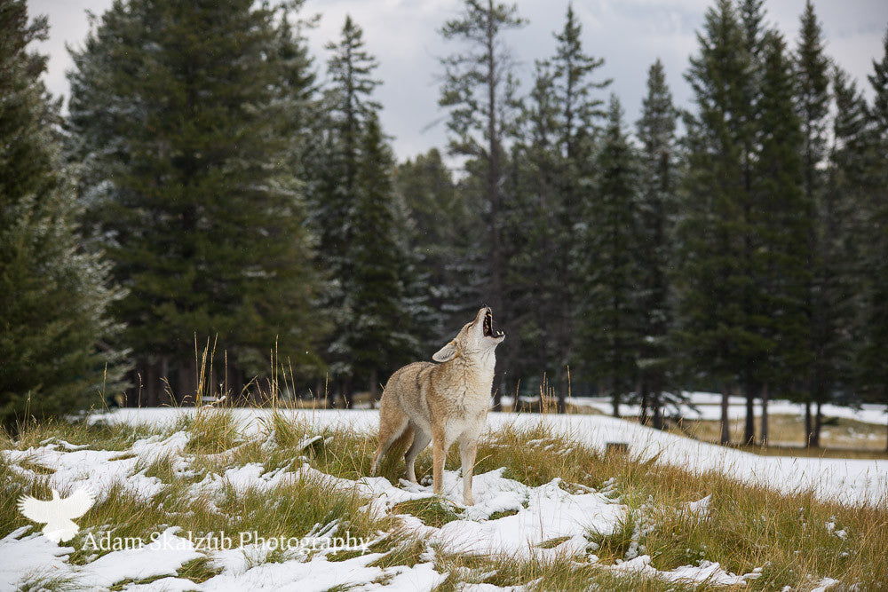 Howling Coyote! - Adam Skalzub Photography