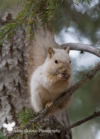 Spirit Squirrel 2 - Adam Skalzub Photography