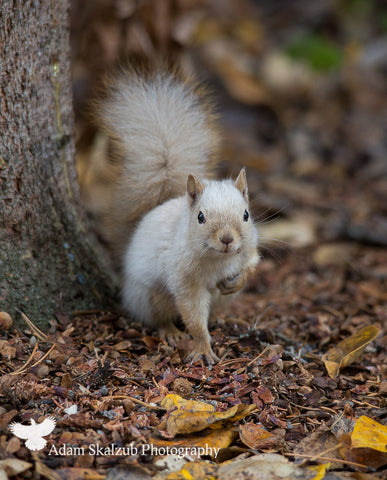 Spirit Squirrel - Adam Skalzub Photography