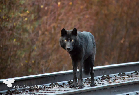 Tracking! - Adam Skalzub Photography