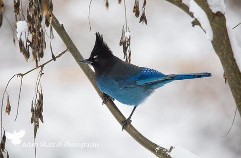 Stellar Jay - Adam Skalzub Photography