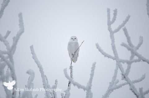 Prairie Ghost - Adam Skalzub Photography