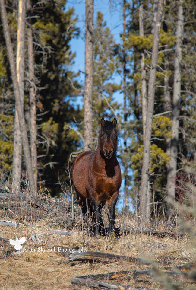 Wild Horse on the hill - Adam Skalzub Photography