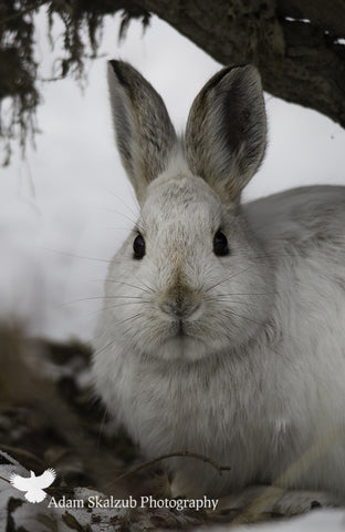 The Hare stare - Adam Skalzub Photography