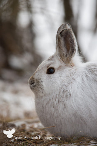 The Hare stare 2 - Adam Skalzub Photography