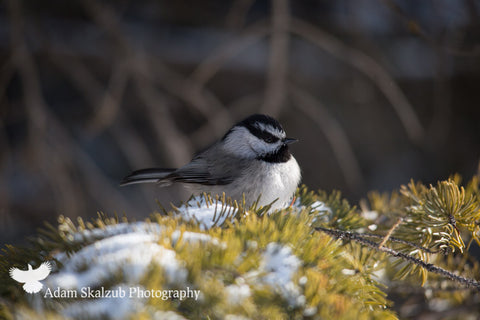 Mountain Chickadee - Adam Skalzub Photography