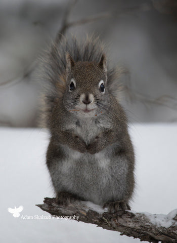 Sumo Squirrel - Adam Skalzub Photography