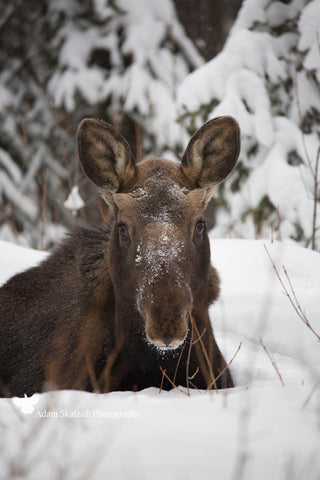 Frosty Moose calf - Adam Skalzub Photography