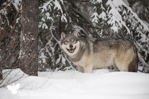 Smiling Timber Wolf - Adam Skalzub Photography