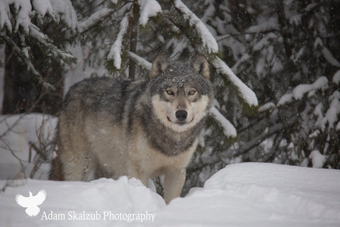 Snow Wolf - Adam Skalzub Photography