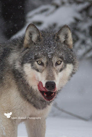Suppers Ready! - Adam Skalzub Photography