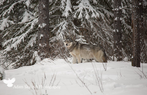 Mid day grey 1 - Adam Skalzub Photography