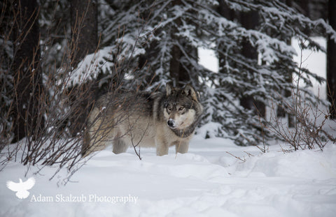 Mid day grey 2 - Adam Skalzub Photography