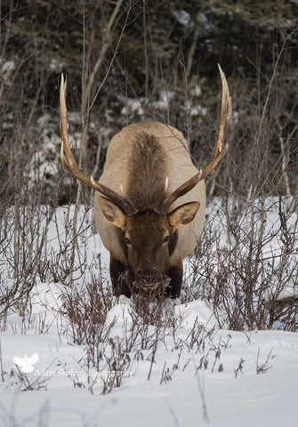 Elk winter snack - Adam Skalzub Photography
