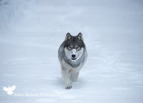 Frosty Grey - Adam Skalzub Photography