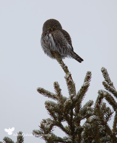 Pygmy Owl - Adam Skalzub Photography