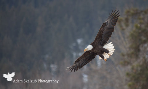 Fly like an Eagle - Adam Skalzub Photography