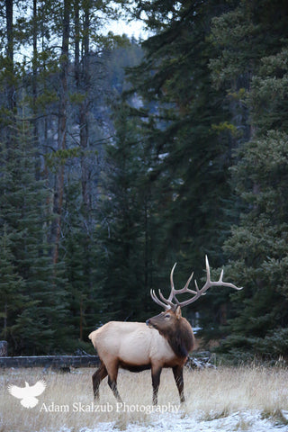 Heads up! - Adam Skalzub Photography