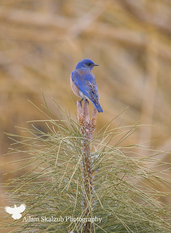 Western Bluebird.. - Adam Skalzub Photography