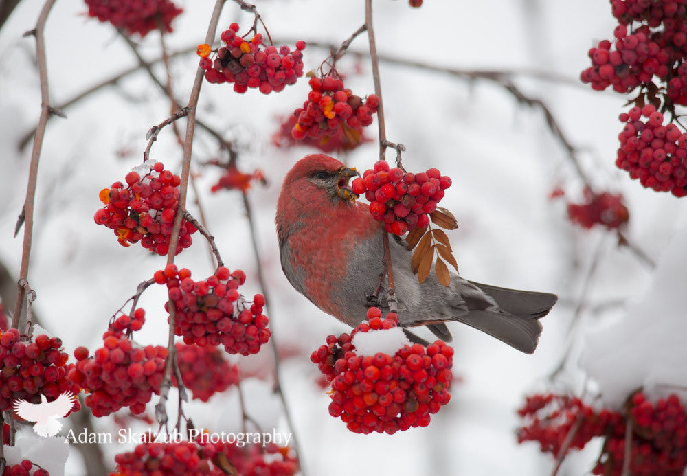 Winter Berry snack! - Adam Skalzub Photography