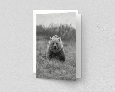 Black and White Grizzly