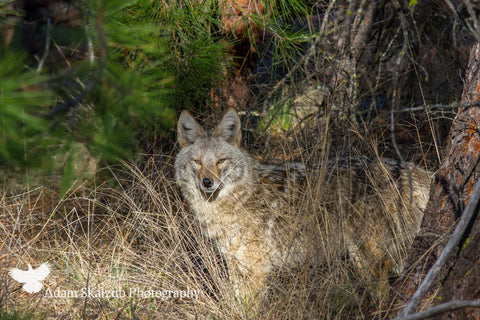 Through the grass! - Adam Skalzub Photography