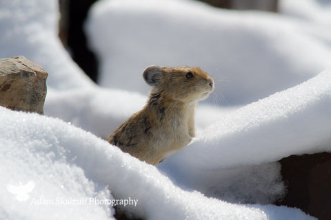 Snowy Surprise! - Adam Skalzub Photography