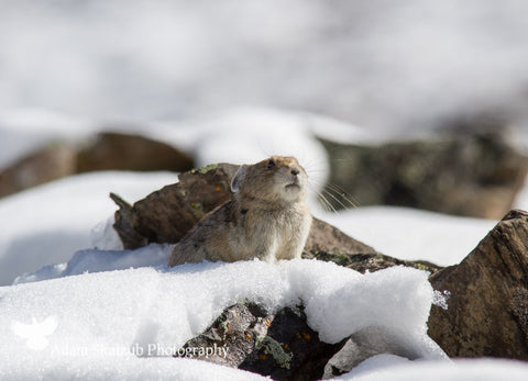 Snowy Surprise! 2 - Adam Skalzub Photography