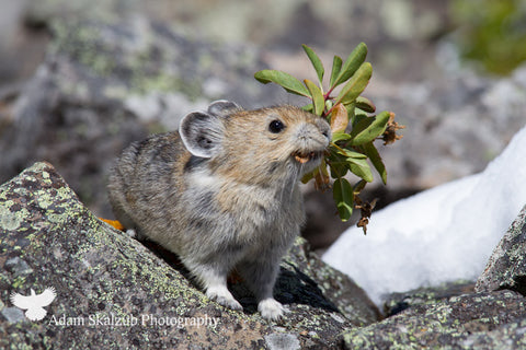 Mouthful 2 - Adam Skalzub Photography