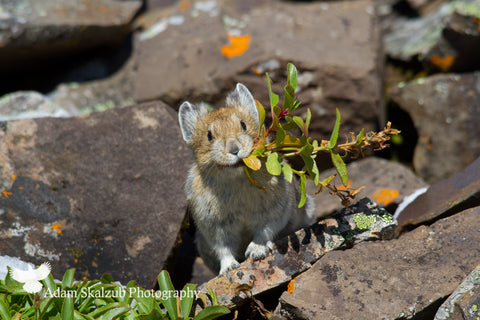 Mouthful - Adam Skalzub Photography