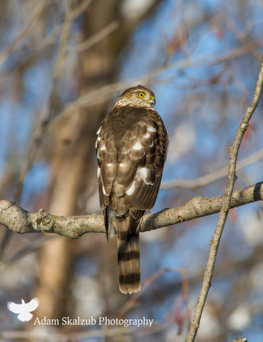 Sharp shinned Hawk - Adam Skalzub Photography