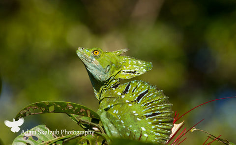 Emerald Basilisk - Adam Skalzub Photography